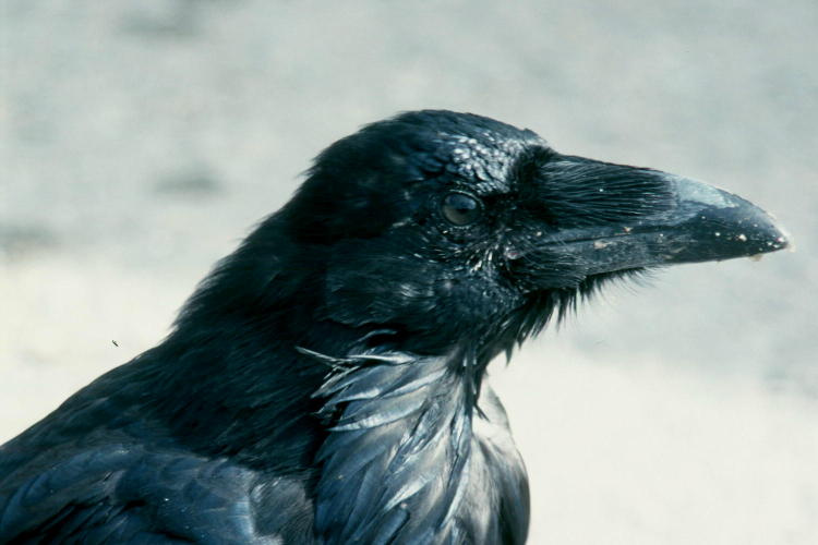 Corvus corax