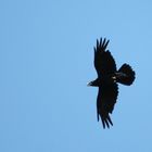 Corvus corax im Bergischen Land ?