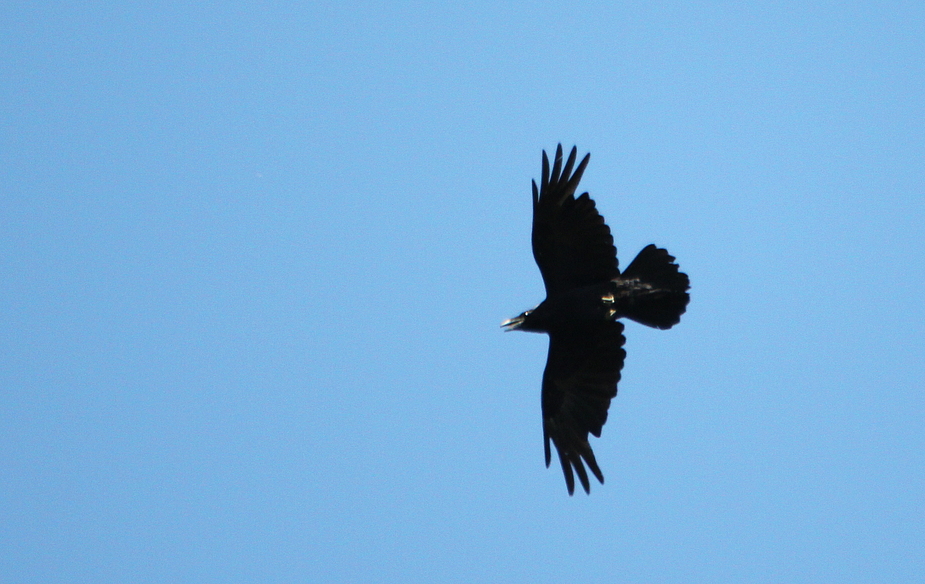 Corvus corax im Bergischen Land ?