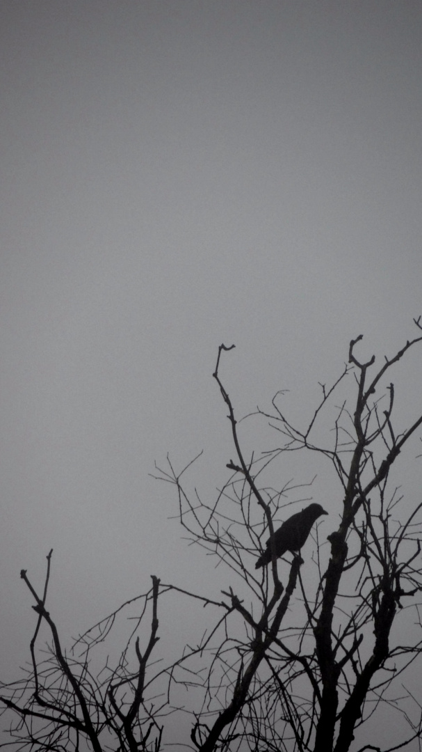 Corvus Corax im Nebel