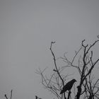 Corvus Corax im Nebel