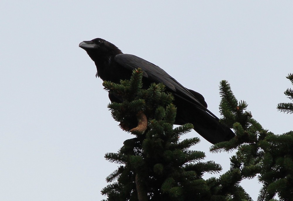 Corvus corax, mein erster :-)