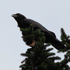 Corvus corax, mein erster :-)