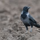 Corvus cornix