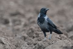 Corvus cornix