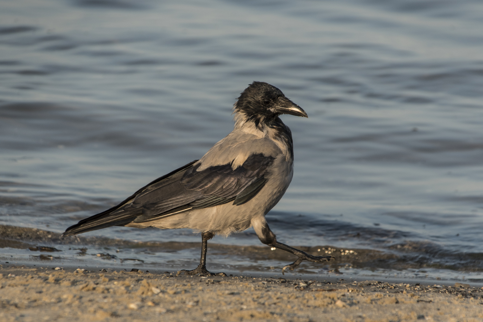 Corvus cornix