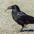 Corvus corone