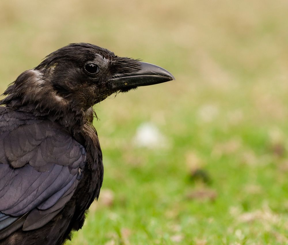 Corvus corone Foto & Bild tiere, wildlife, wild lebende vögel Bilder