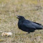 Corvus corone