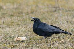 Corvus corone