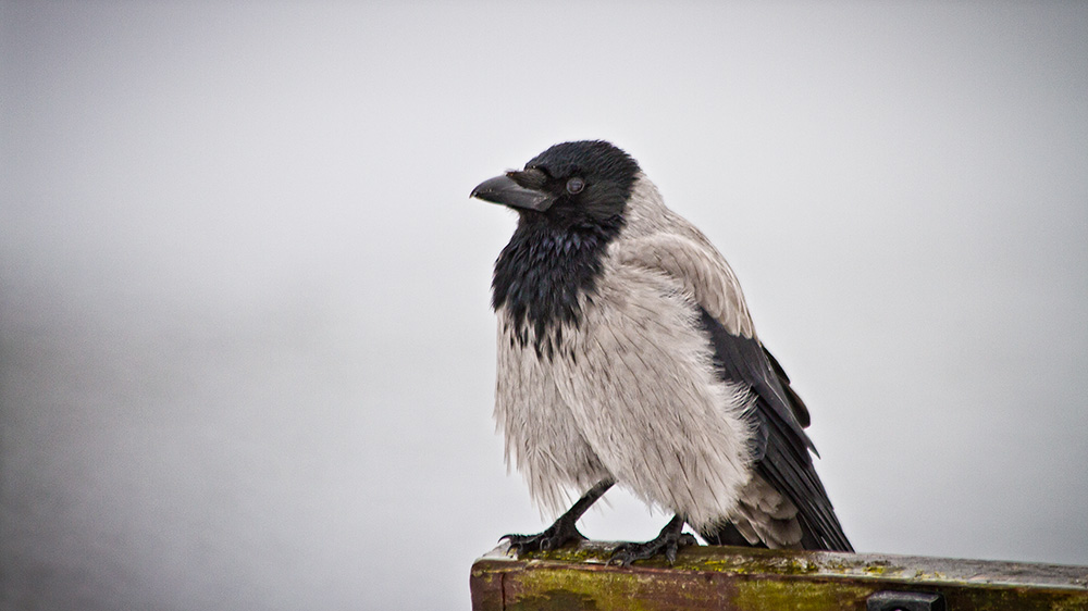 corvus corone corix