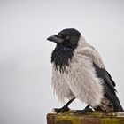 corvus corone corix