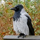 Corvus corone cornix  /°
