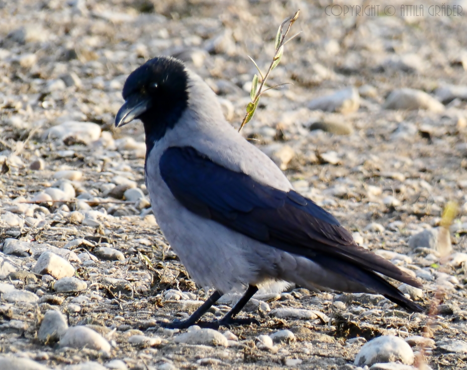 Corvus corone cornix