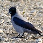 Corvus corone cornix