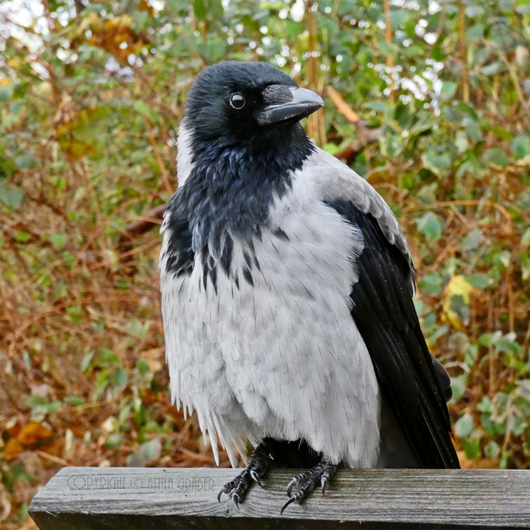 Corvus corone cornix °\