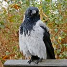 Corvus corone cornix °\/°