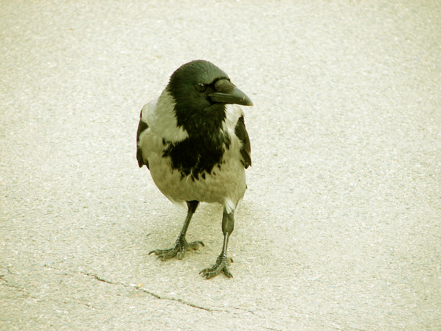 Corvus corone cornix