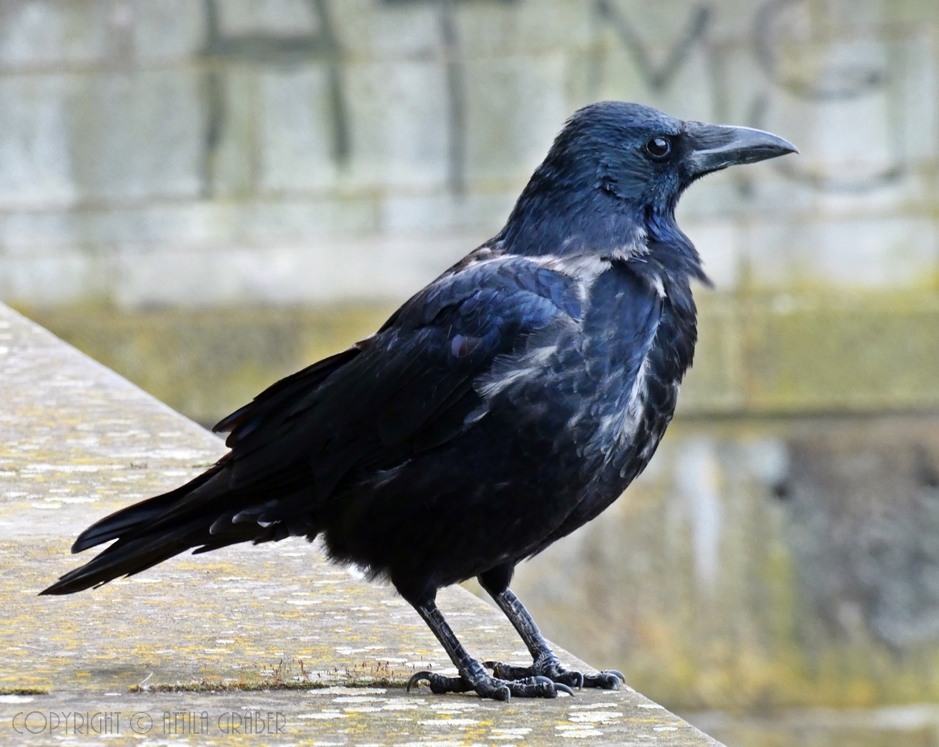 Corvus corone corone x Corvus corone cornix