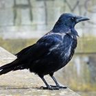 Corvus corone corone x Corvus corone cornix