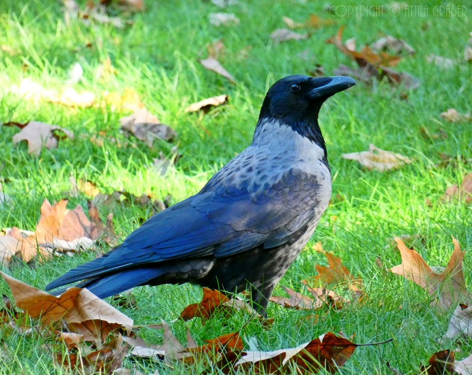 Corvus corone corone x Corvus corone cornix