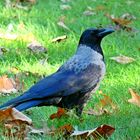 Corvus corone corone x Corvus corone cornix