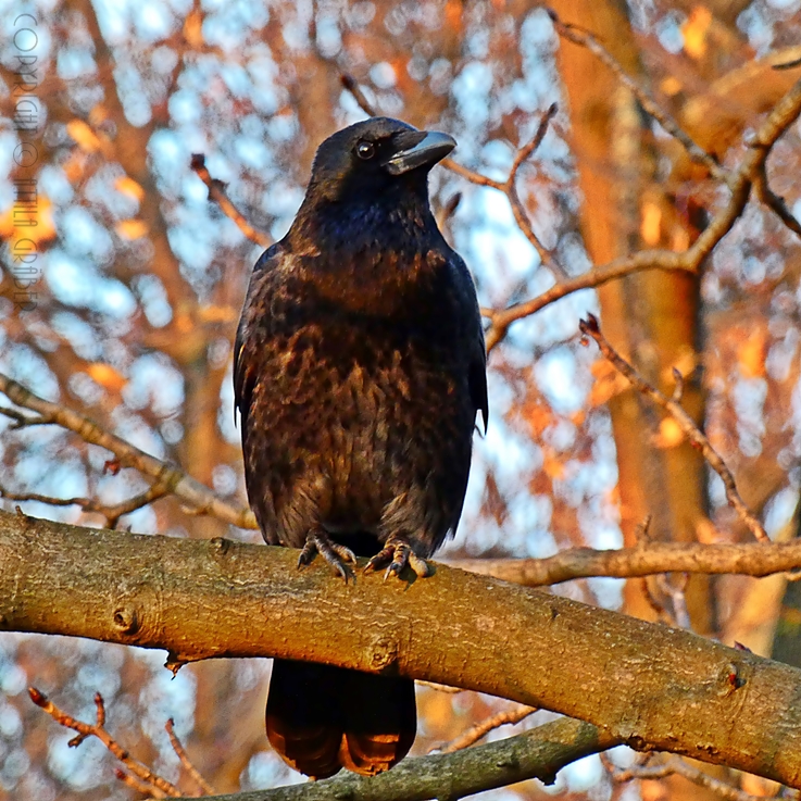 Corvus corone corone x Corvus corone cornix