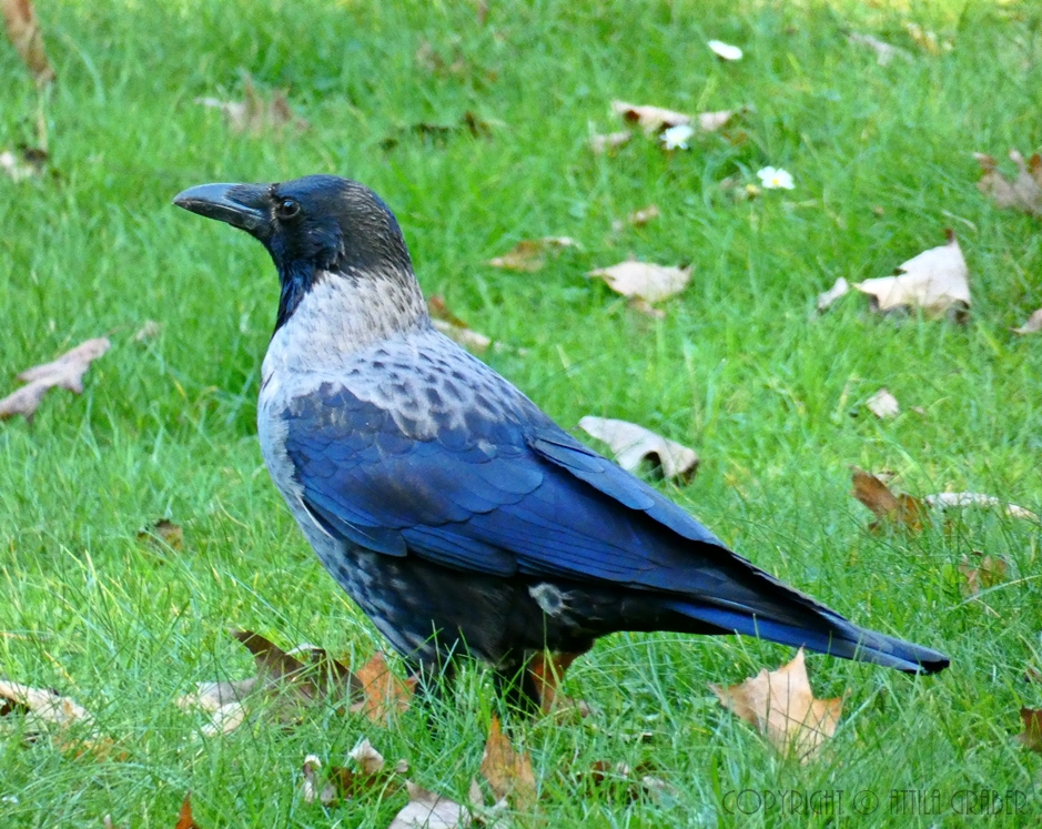 Corvus corone corone x Corvus corone cornix