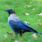 Corvus corone corone x Corvus corone cornix