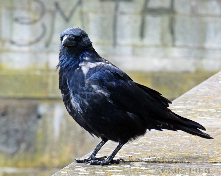 Corvus corone corone x Corvus corone cornix