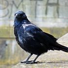 Corvus corone corone x Corvus corone cornix