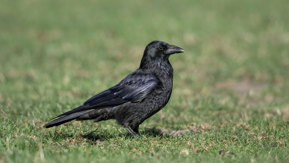 Corvus corone Das Erfolgsmodell Foto & Bild natur, tiere, wildlife