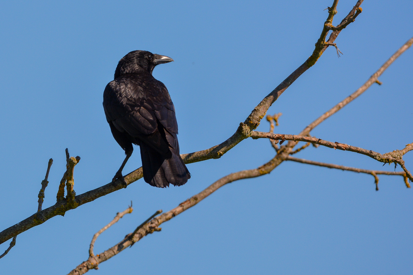 *** CORVUS CORONE ***