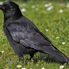 Corvus Corone - hier: Rabenkrähe