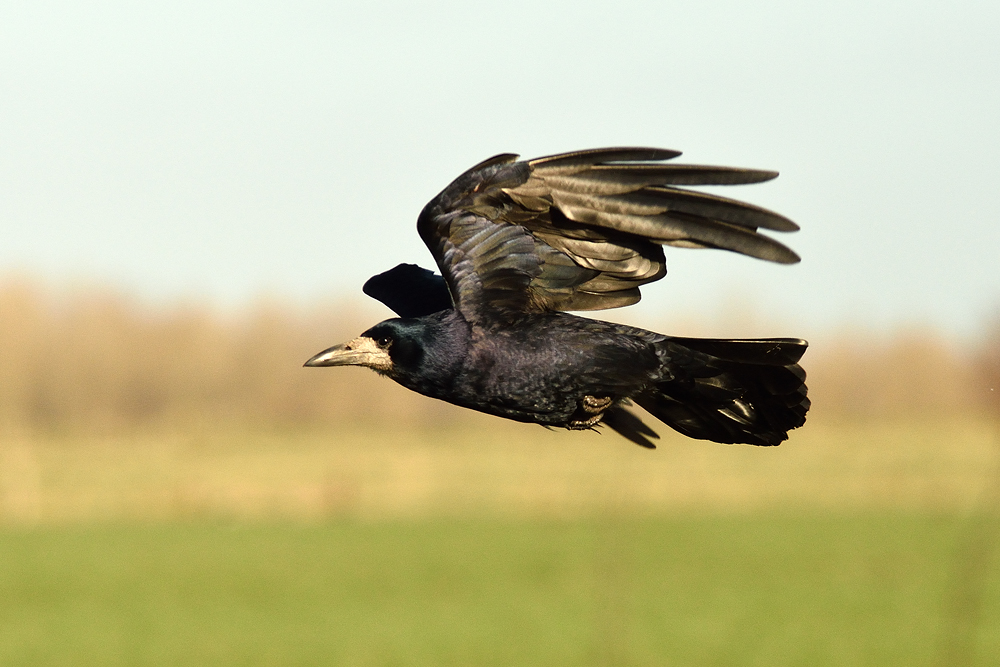 Corvus frugilegus