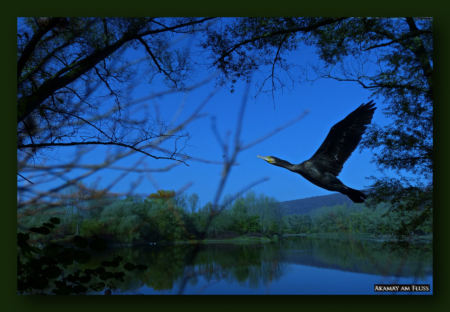 Corvus Marinus - Wasserrabe Kormoran