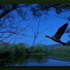 Corvus Marinus - Wasserrabe Kormoran