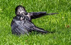 corvus medio in calore 