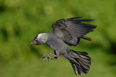 Corvus monedula