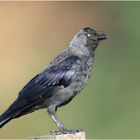 Corvus monedula