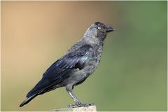 Corvus monedula