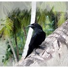 Corvus palmarum (Palmenkrähe)