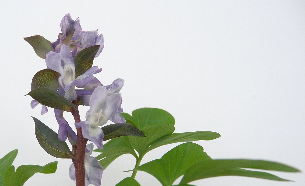 . corydalis .