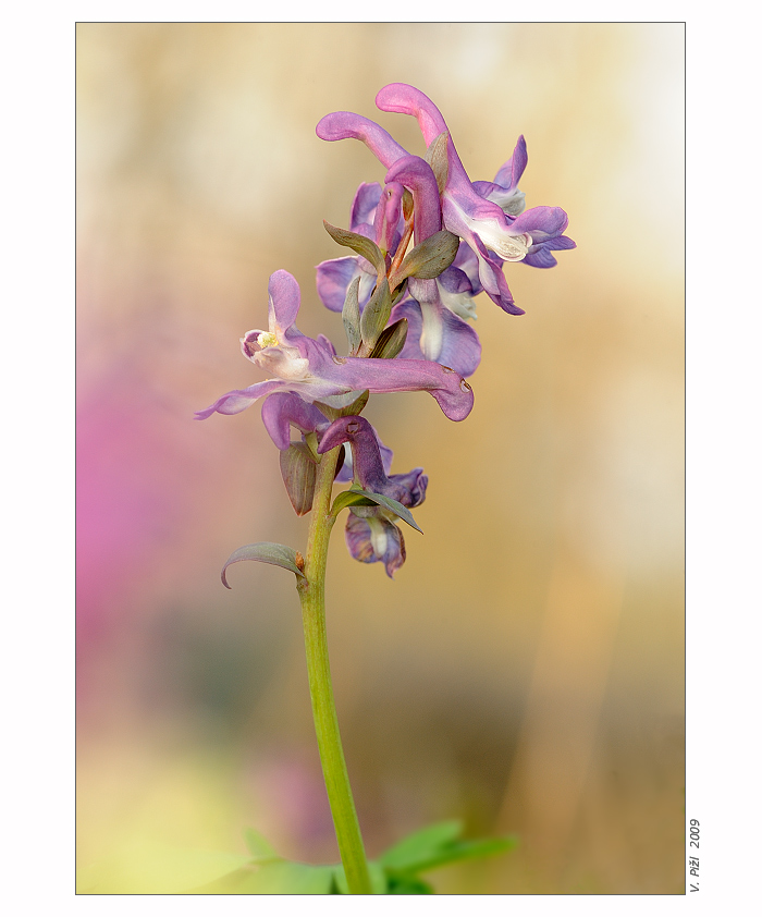 Corydalis