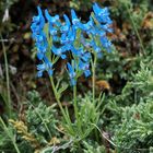 Corydalis balfouriana