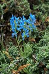 Corydalis balfouriana