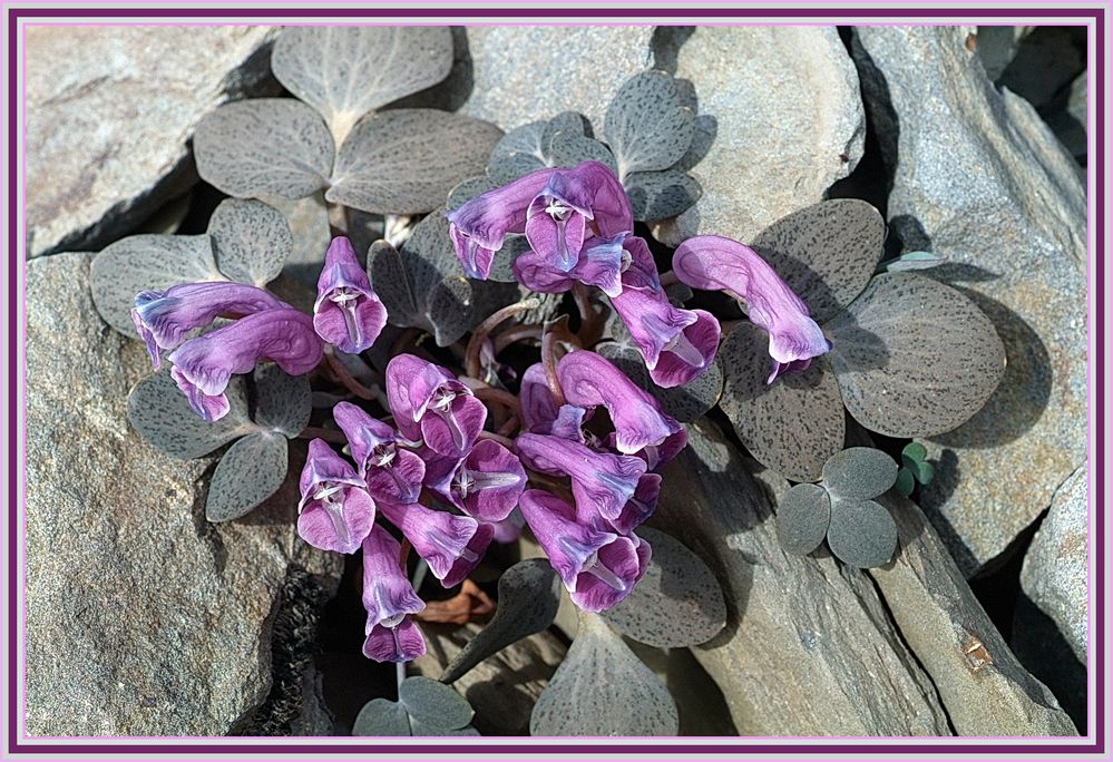 Corydalis benicincta