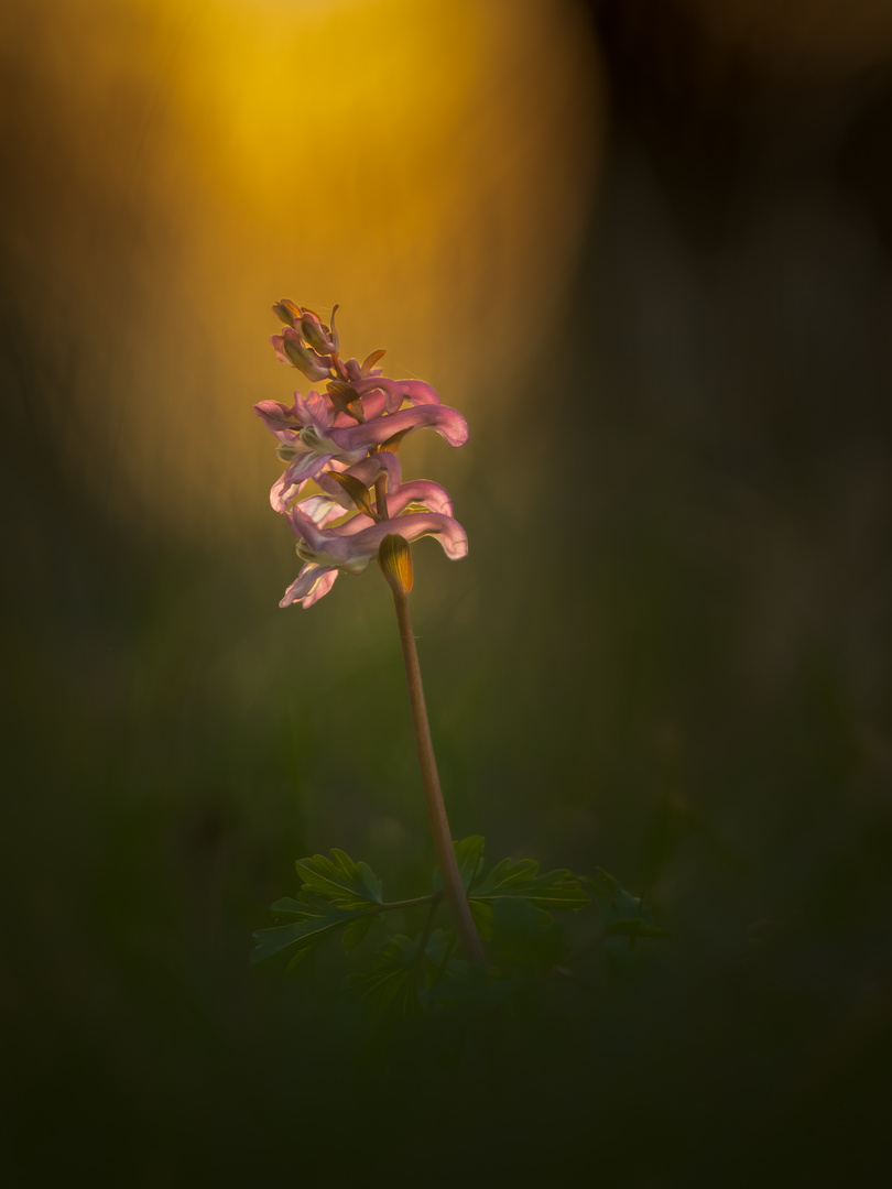 Corydalis Cava