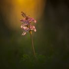 Corydalis Cava