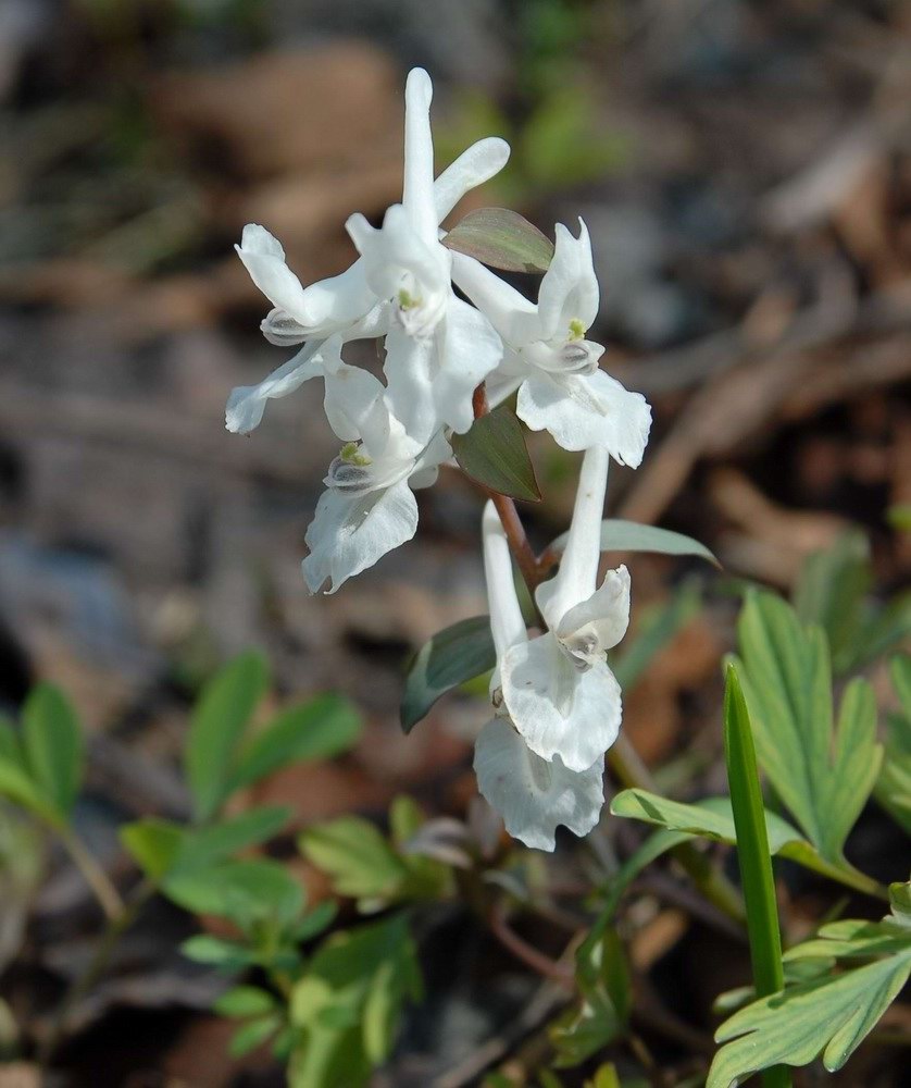 Corydalis cava